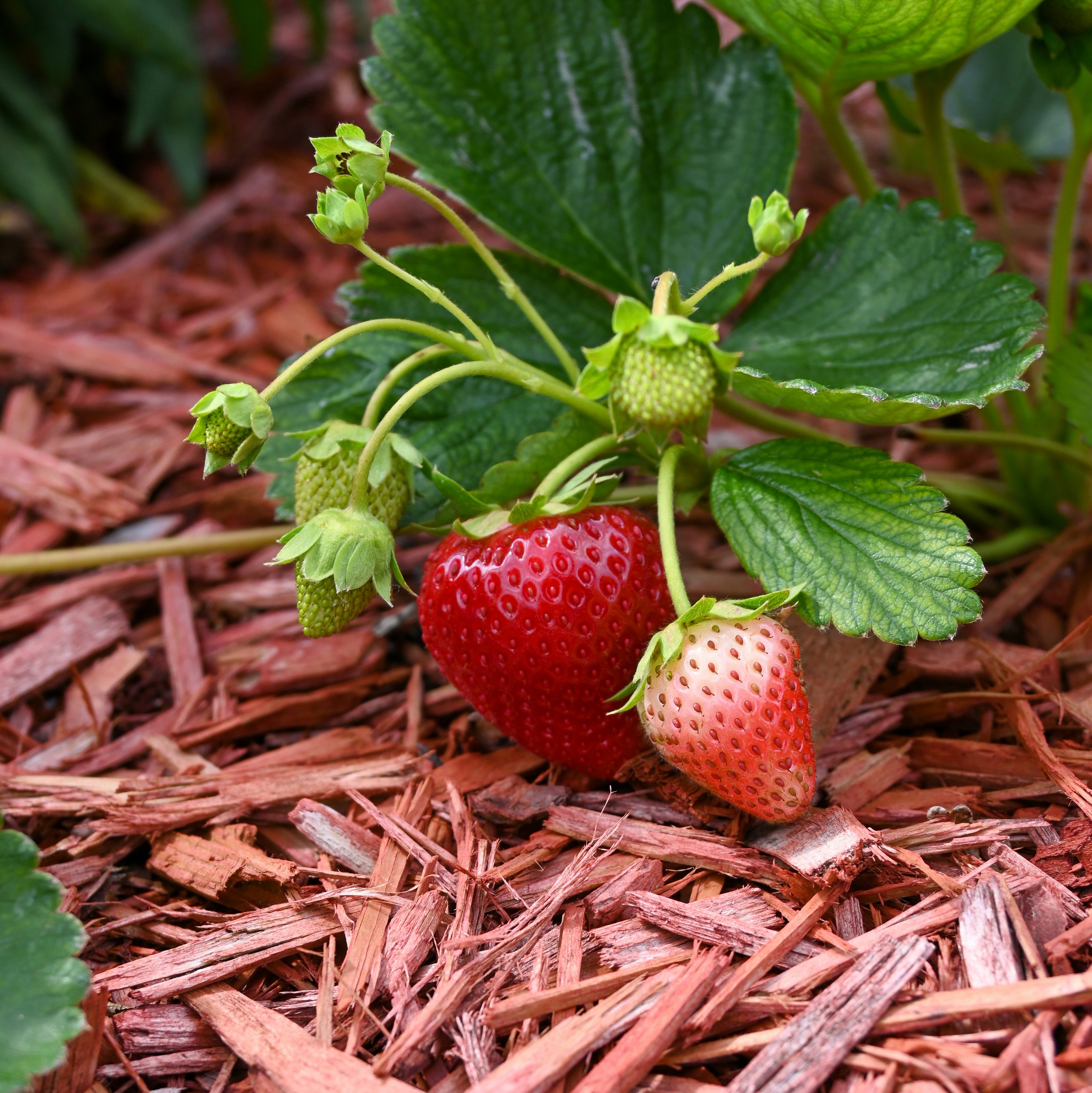 Starting with a Strawberry Patch: Homestead Inspired
